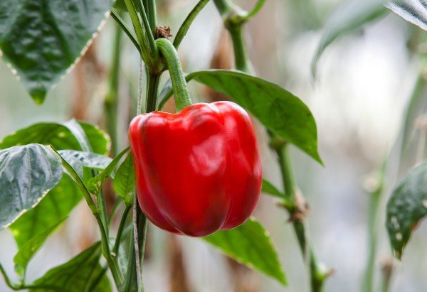 Red bell pepper growing on the plant