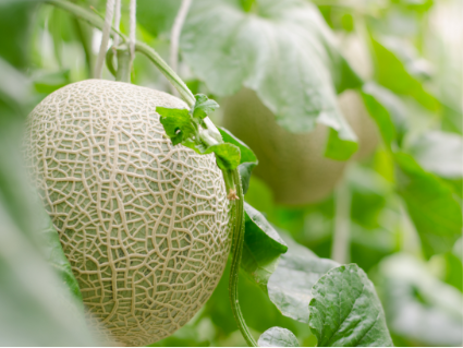 Cantaloupe growing in a greenhouse