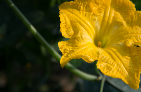 Yellow squash blossom