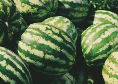Fresh watermelons