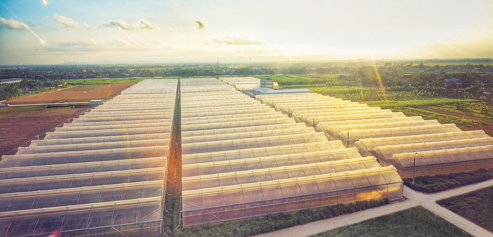 Rows of greenhouses at a research and production farm at sunrise