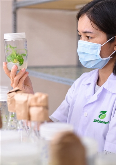 Zinbioseed scientist examining a tissue-culture sample