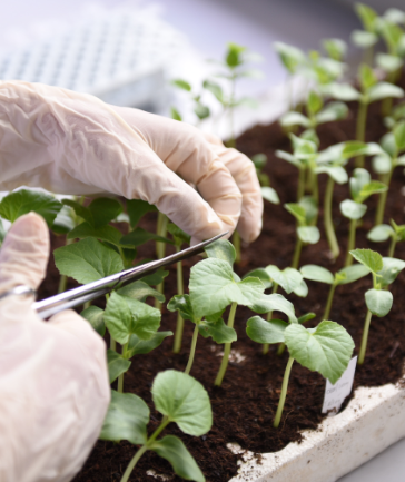 Researcher transplanting seedlings in the Zinbioseed laboratory