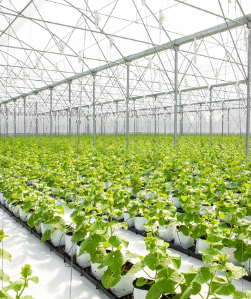 Seedlings growing in an Zinbioseed greenhouse