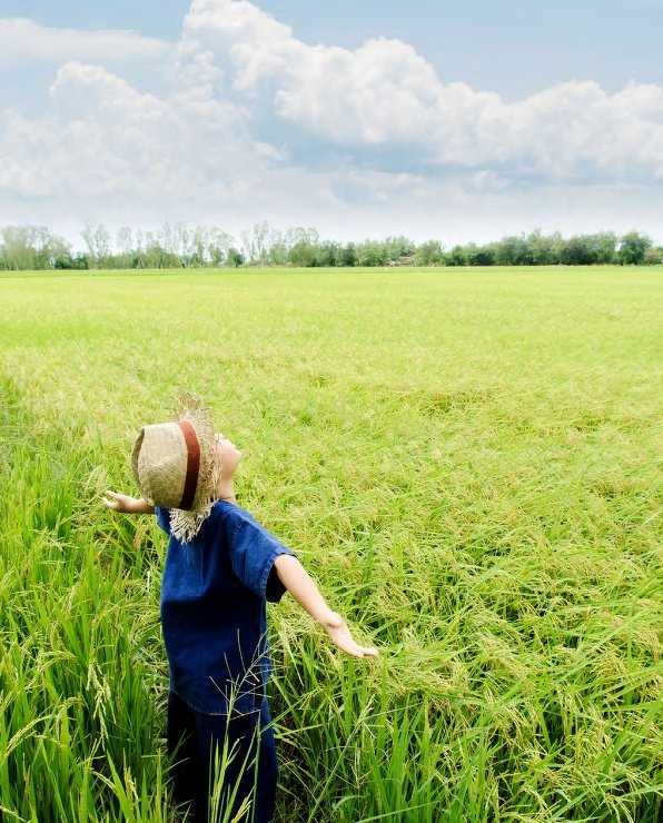 A child with arms outstretched in a ripening rice field
